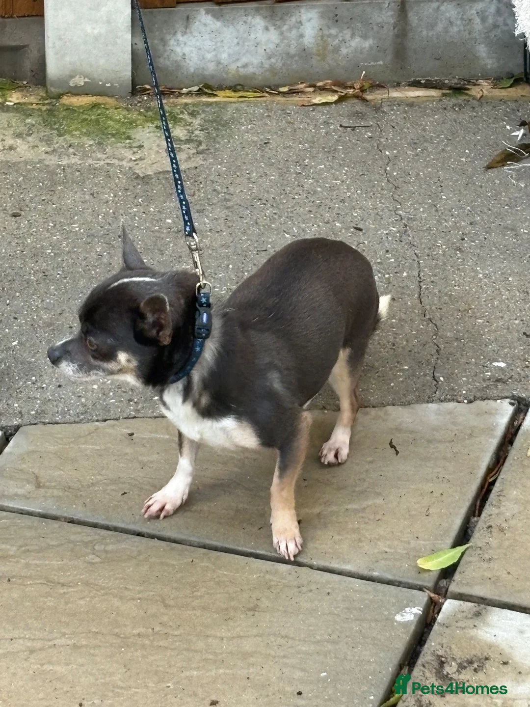 Chihuahua dogs for sale: Female chihuahua 3 years old (named puppy) in London - Advert 5