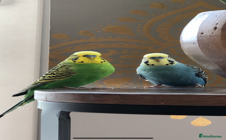Budgerigars birds - Advert 6