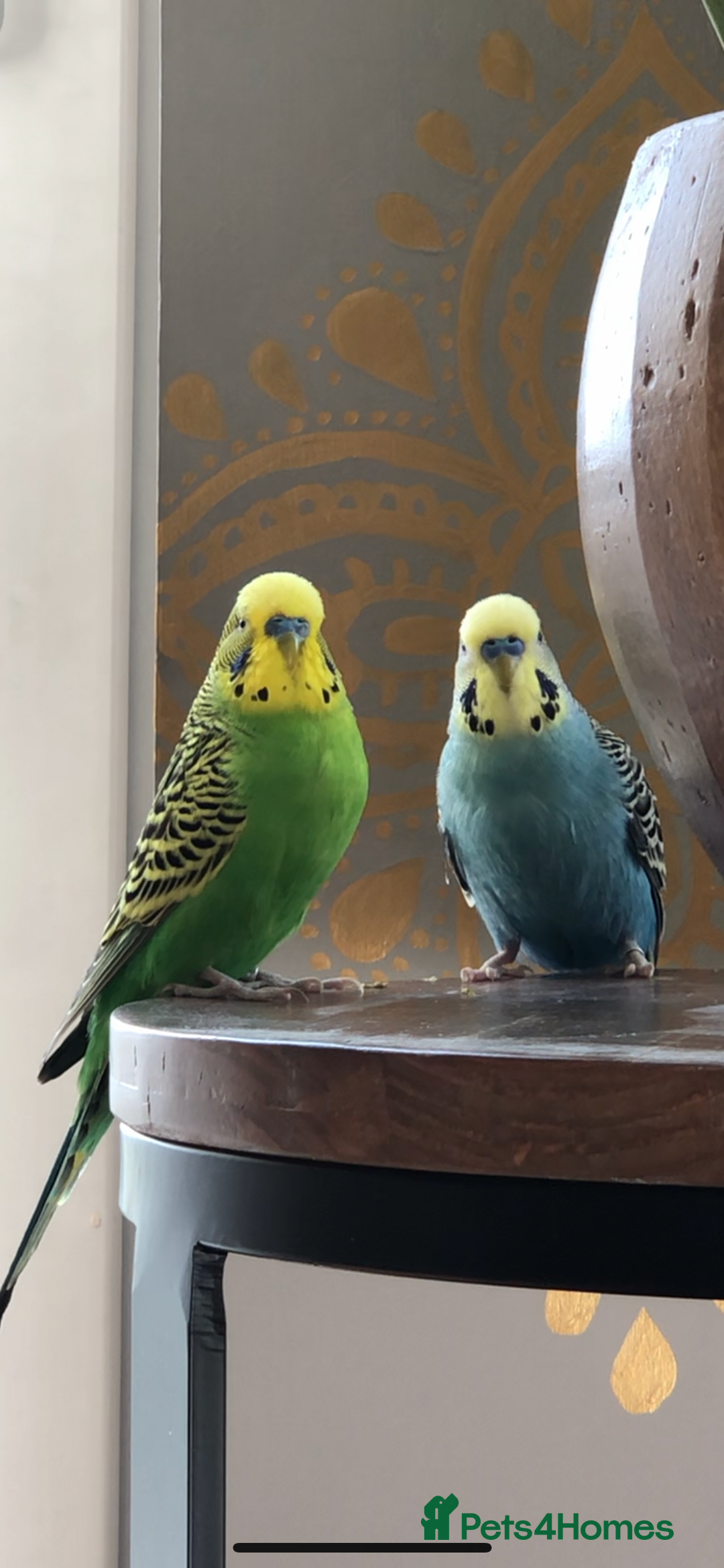 Budgerigars birds for sale: Two best friend male budgies, 2 and 1 year old. - Image 1