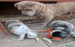 Mixed Breed dogs for sale: Dog to good home  - Image 2