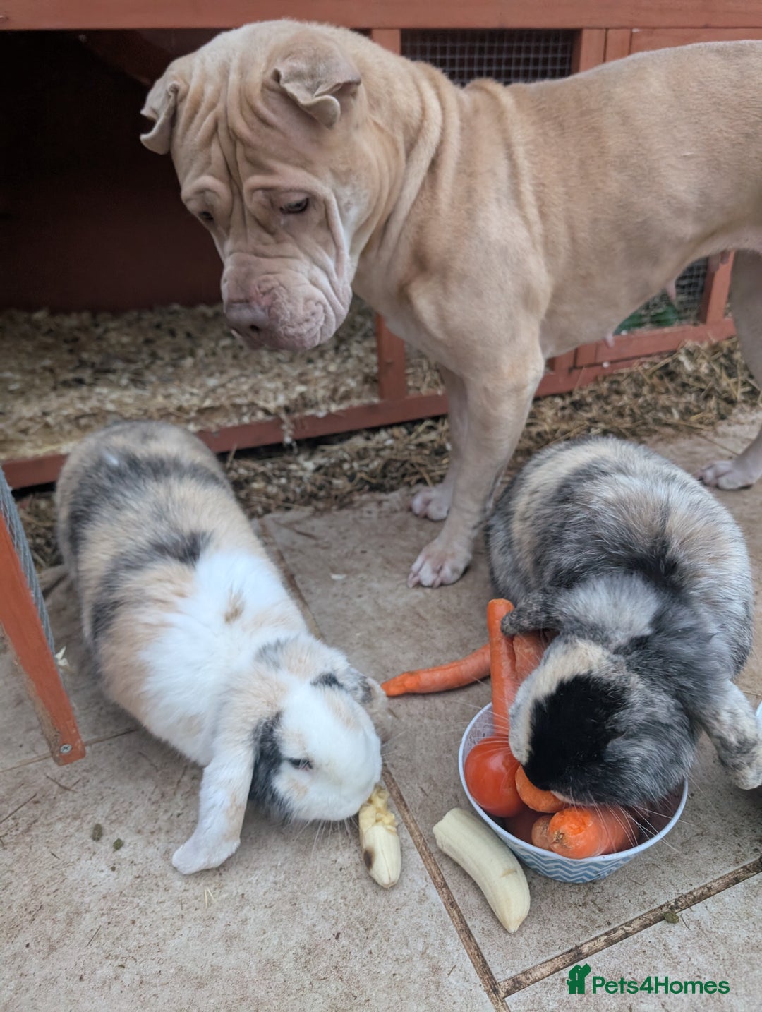 Mixed Breed dogs for sale: Dog to good home  - Image 2