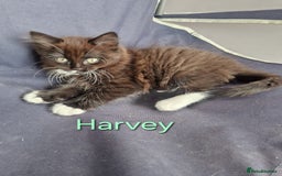 Maine Coon cats for sale: Maine Coon Cross  - Image 6