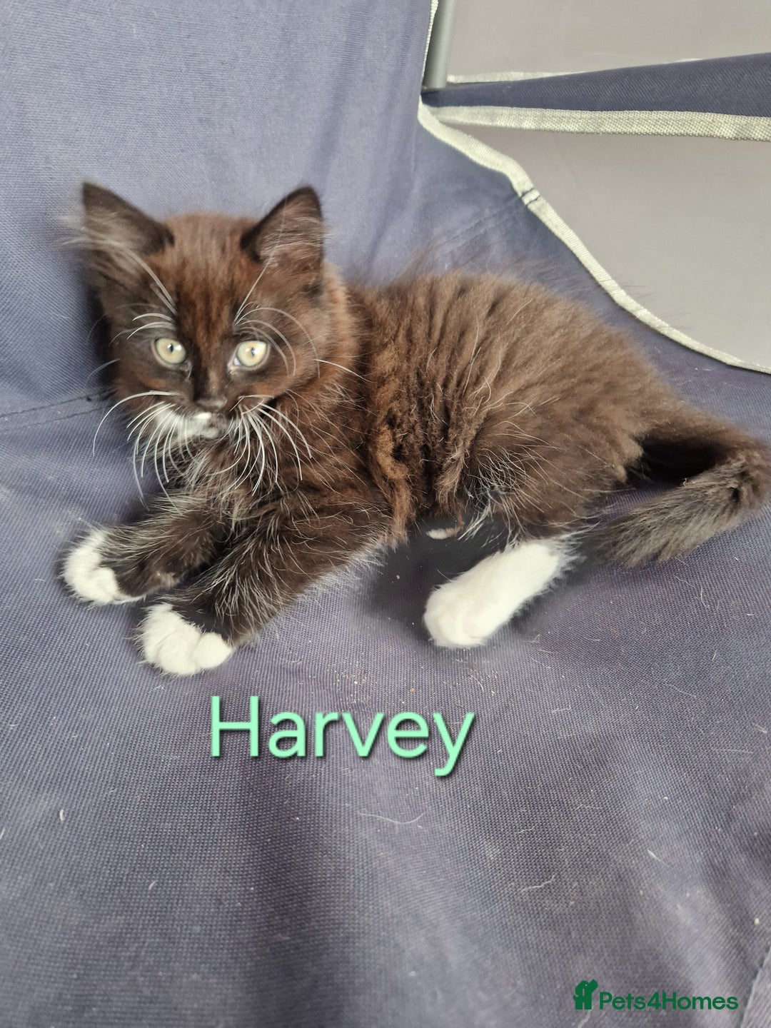 Maine Coon cats for sale: Maine Coon Cross  - Image 6