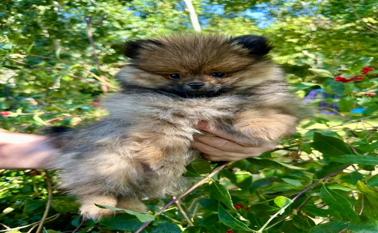 Pomeranian dogs - Advert 8
