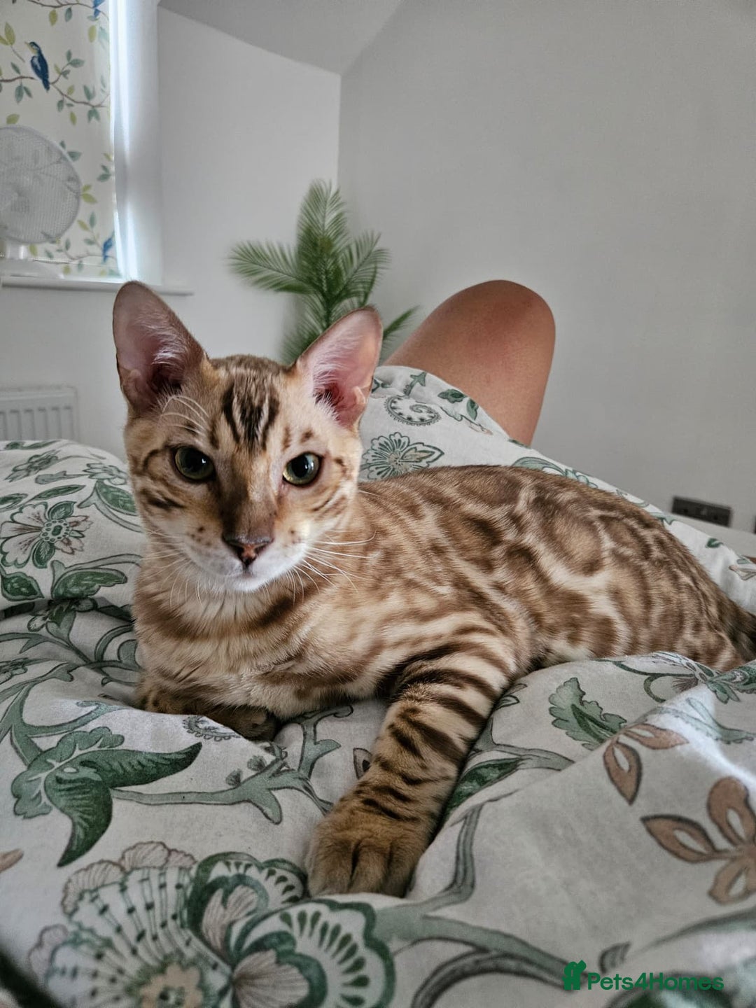 Bengal cats for sale: Beautiful TICA Bengal Kitten - 6 Months Old - Image 2