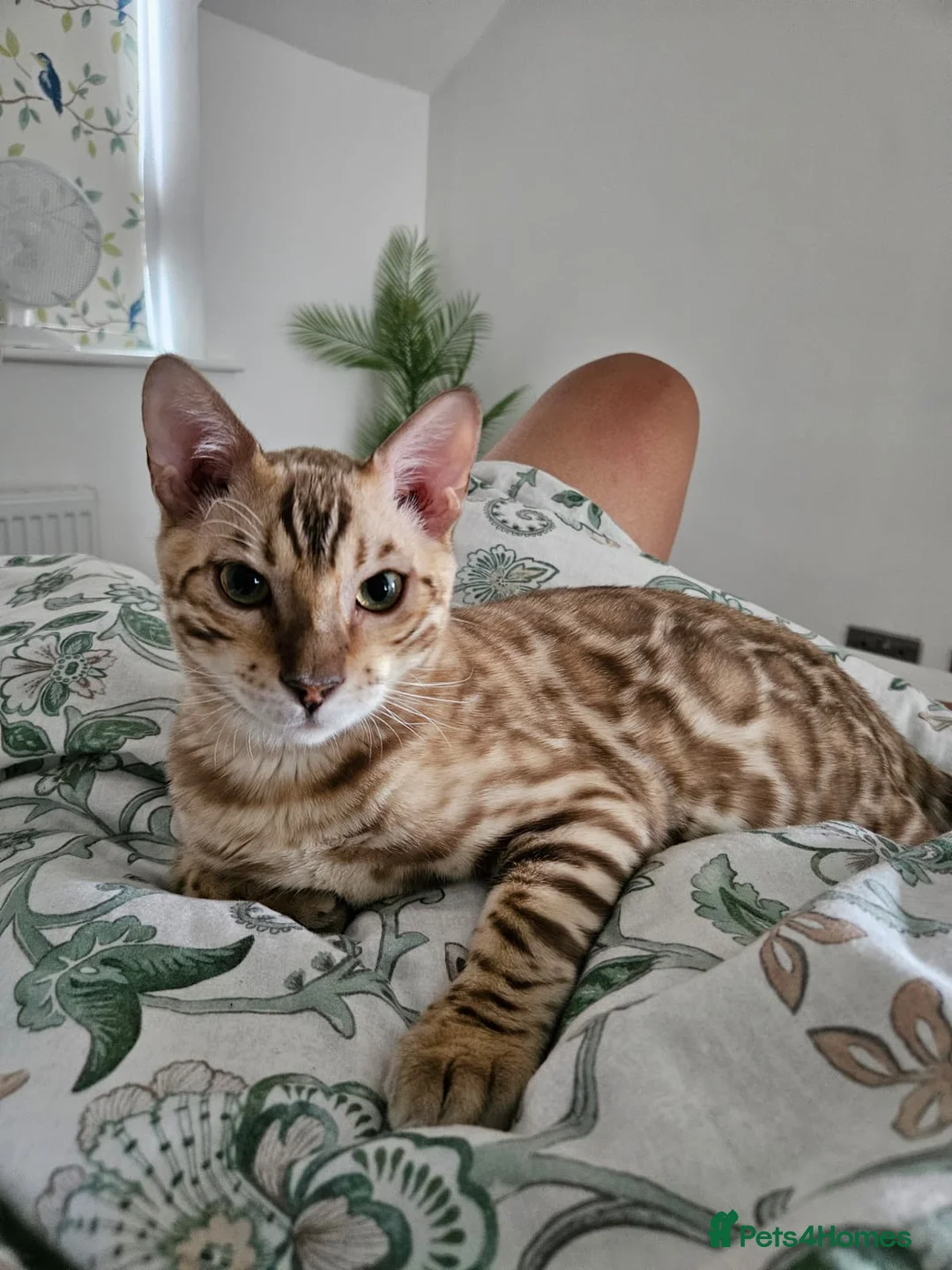 Bengal cats for sale: Beautiful TICA Bengal Kitten - 1 Year Old - Advert 2