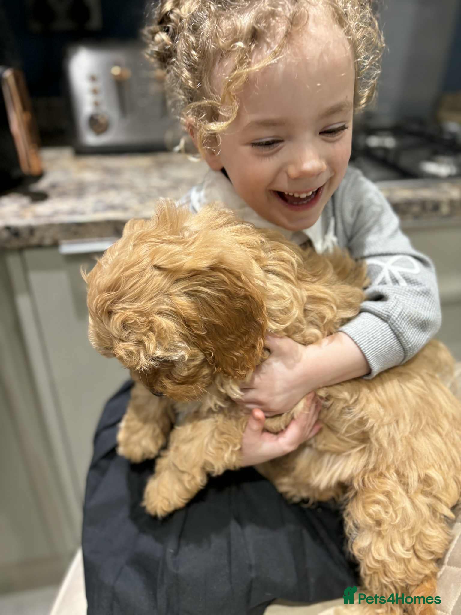 Cavapoo dogs Beautiful Cavapoo F1BB - Advert 5