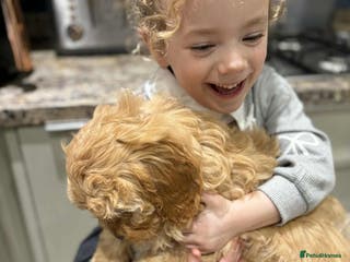 Cavapoo dogs Beautiful Cavapoo F1BB - Advert 3