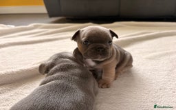 French Bulldog dogs for sale: 4 lovely French Bulldog puppies for sale . - Image 15