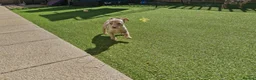 Jack Russell dogs for sale: Merle jack russels - Advert 21
