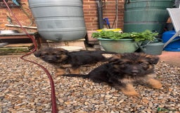 German Shepherd dogs for sale: Gorgeous 10 GSD Puppies Looking For Their Homes - Image 19