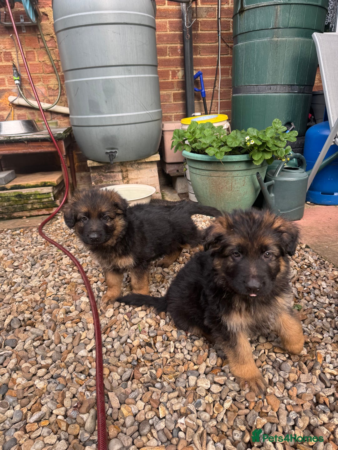 German Shepherd dogs for sale: Gorgeous 10 GSD Puppies Looking For Their Homes - Image 19