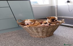 Old Tyme Bulldog dogs for sale: Victorian Bulldogs HEALTH TESTED - Image 3