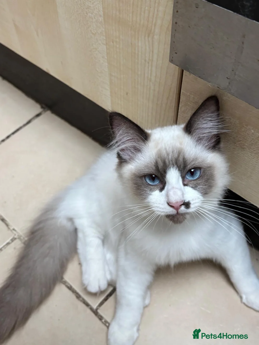 Ragdoll cats for sale: Ragdoll kitten  - Advert 1