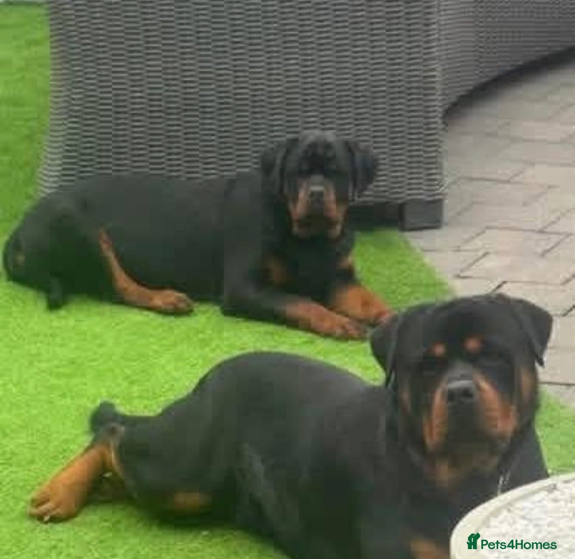 Rottweiler dogs Rottweiler pups £1500 - Advert 2