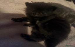 British Shorthair cats for sale: Kittens  - Image 3