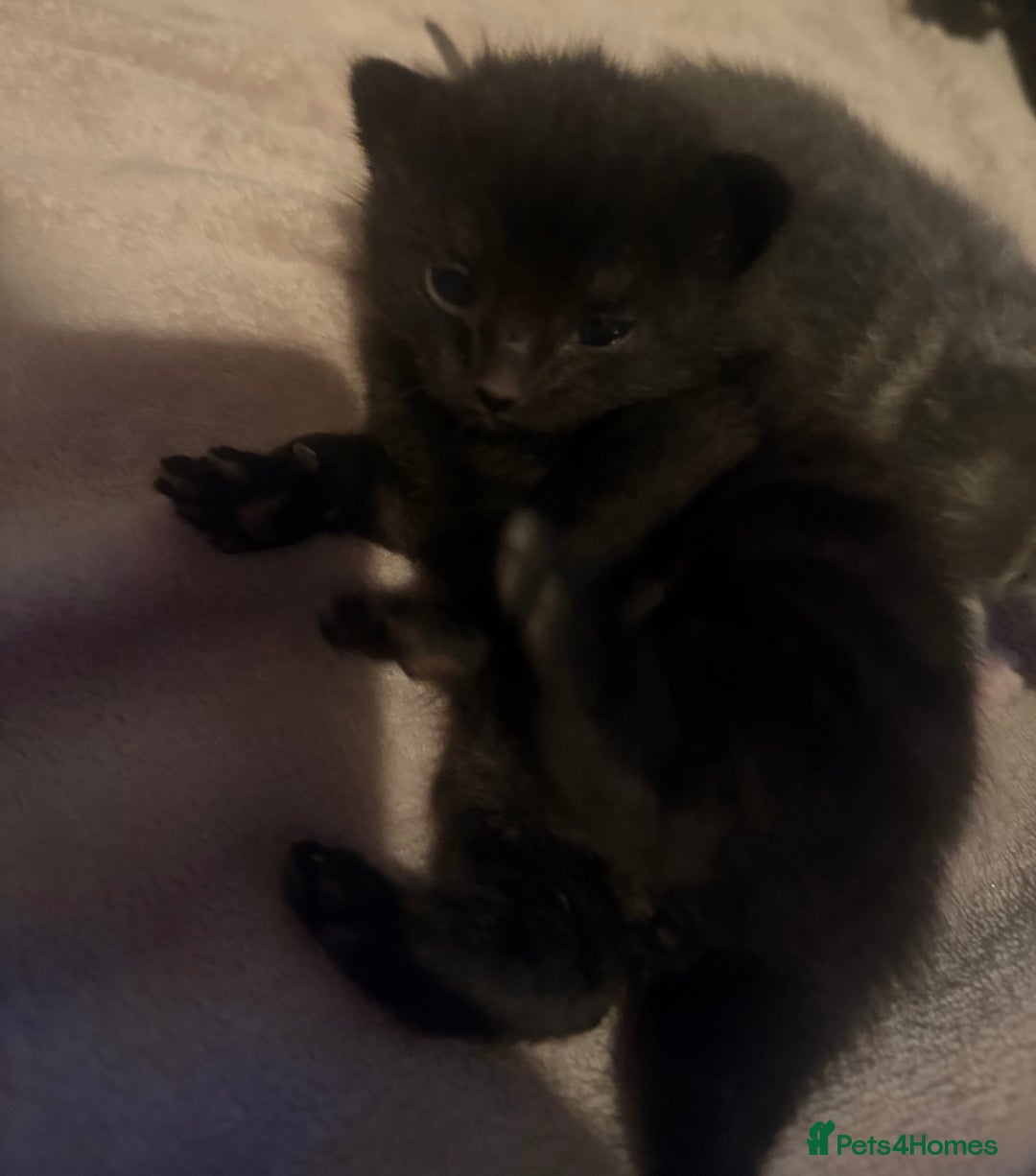 British Shorthair cats for sale: Kittens  - Image 3