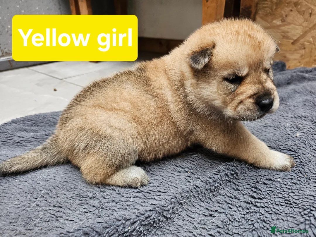 Mixed Breed dogs for sale: Last 3  pupies now £600 Chow Chow dad husky mum - Advert 23