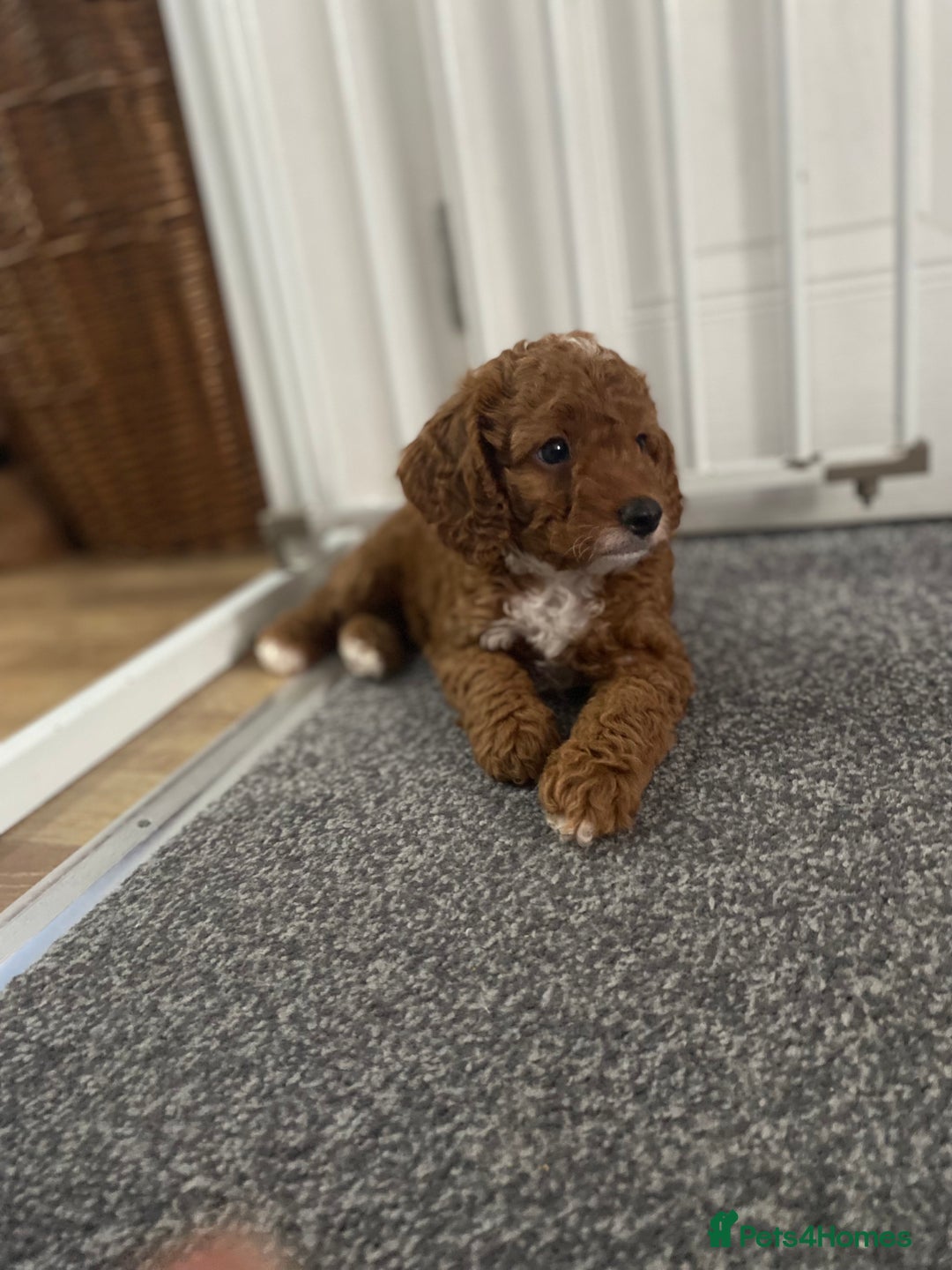 Cockapoo dogs for sale: ADD UPTO DATEREAD IN FULL  - Advert 20
