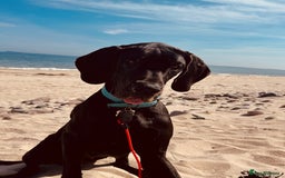 Great Dane dogs for sale: Great Dane - Image 3
