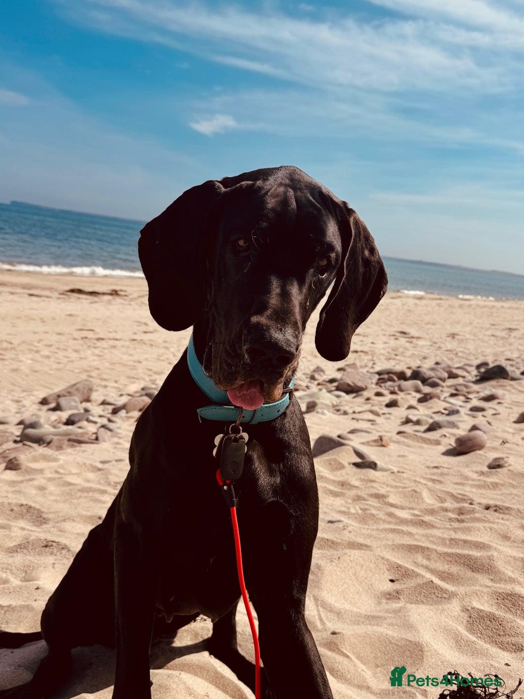 Great Dane dogs for sale: Great Dane - Image 3