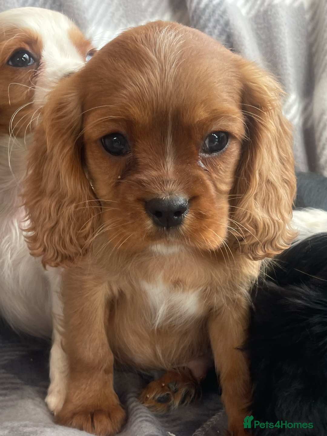 Cavalier King Charles Spaniel dogs for sale: Cavalier King Charles pups - Image 13