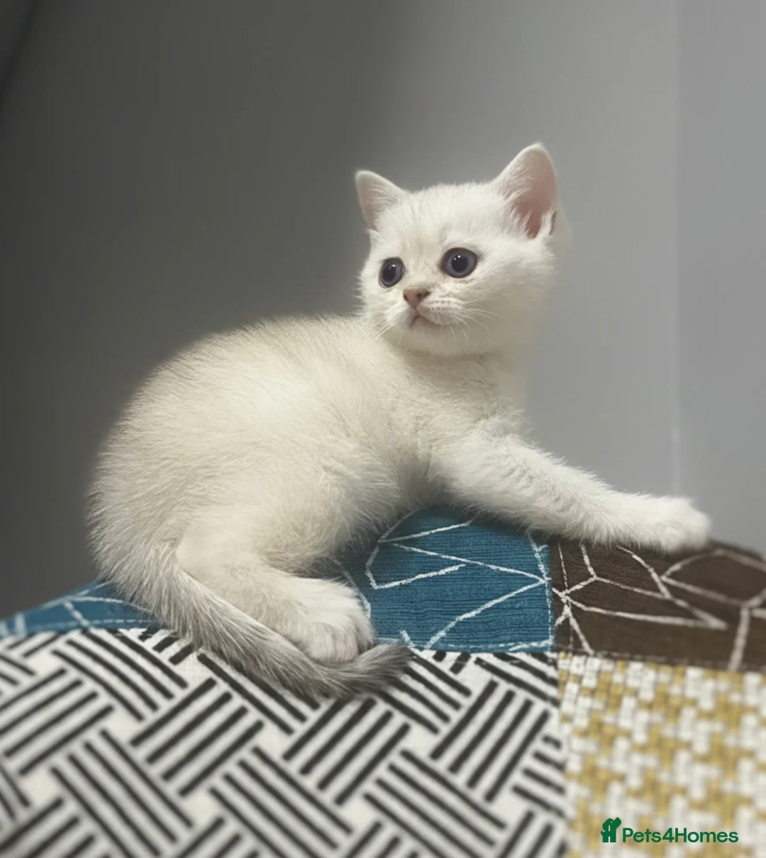 Scottish Fold cats for sale: Adorable Scottish Fold & Straight Kittens - Advert 15