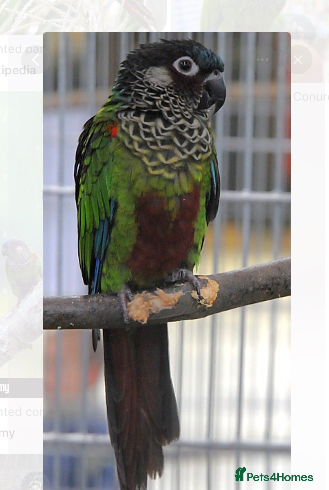 Conures birds Rare Painted Conure Chicks - Advert 2
