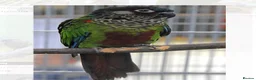 Conures birds for sale: Rare Painted Conures - Advert 2