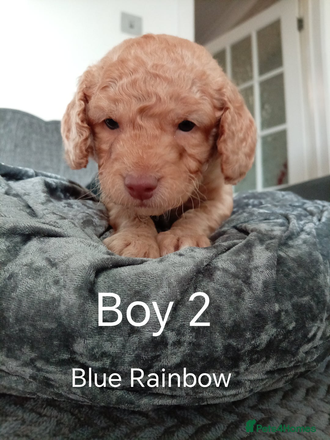 Cockapoo dogs for sale: 8 Beautiful Cockapoos puppies - Advert 19