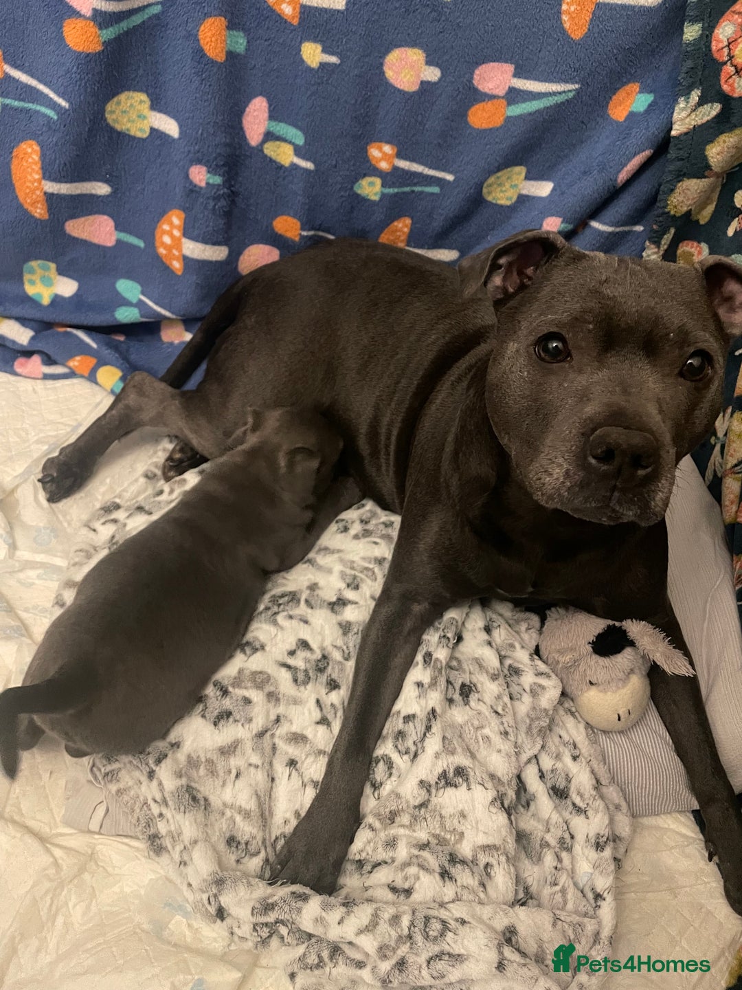 Staffordshire Bull Terrier dogs for sale: One beautiful Staffordshire bull terrier - Advert 1