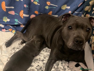 Staffordshire Bull Terrier dogs One beautiful Staffordshire bull terrier - Advert 1