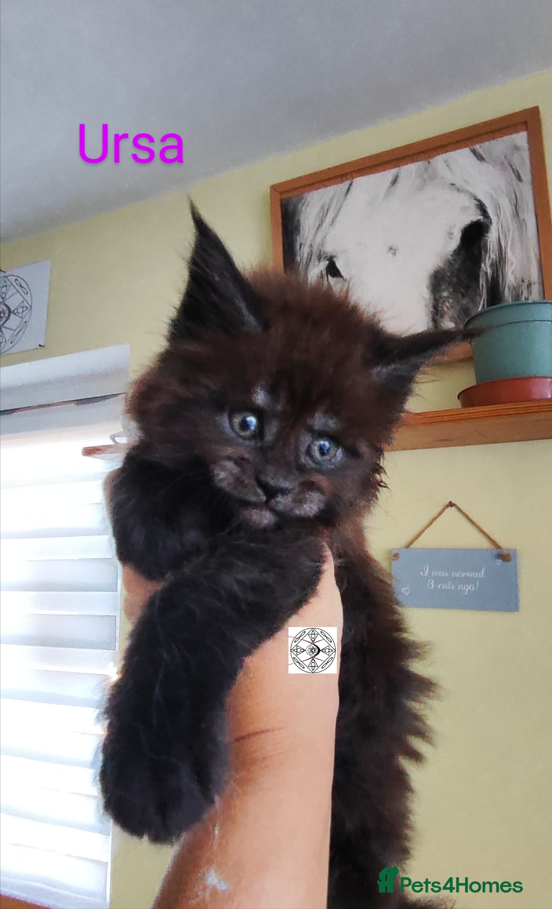 Maine Coon cats for sale: Absolutelly gorgeous kittens  - Image 14