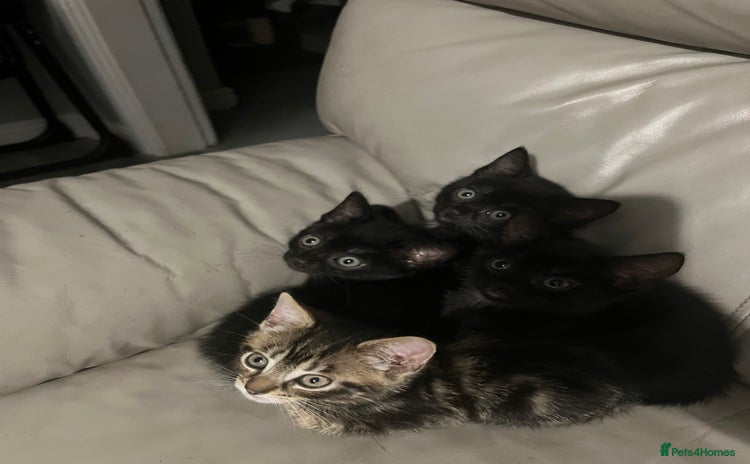 Mixed Breed cats - Advert 1