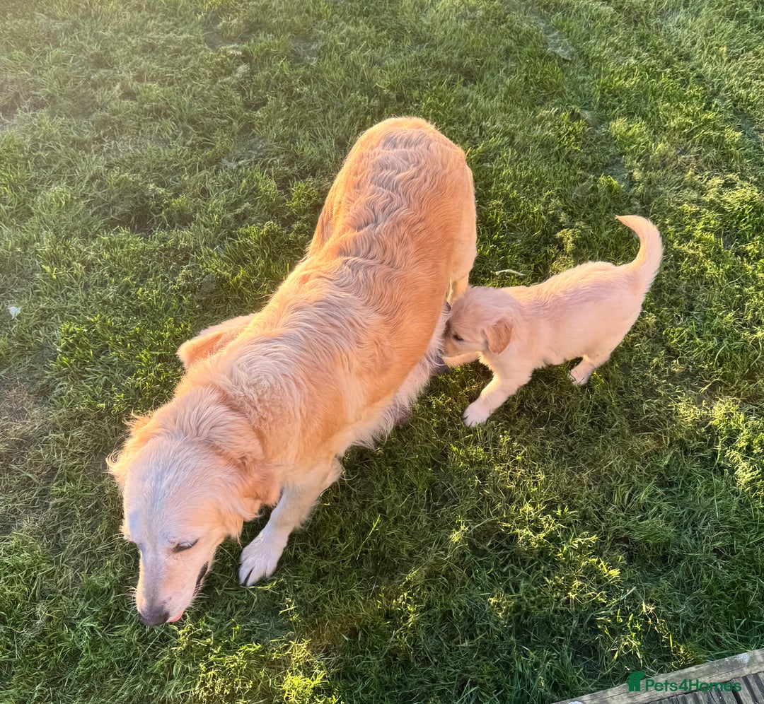 Golden Retriever dogs for sale: QUALITY GOLDEN RETREIVER PUPPIES - Image 12