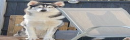 Siberian Husky dogs for sale: KC REGISTERED SIBERIAN HUSKYS MOM/DAD CAN BE SEEN - Advert 8