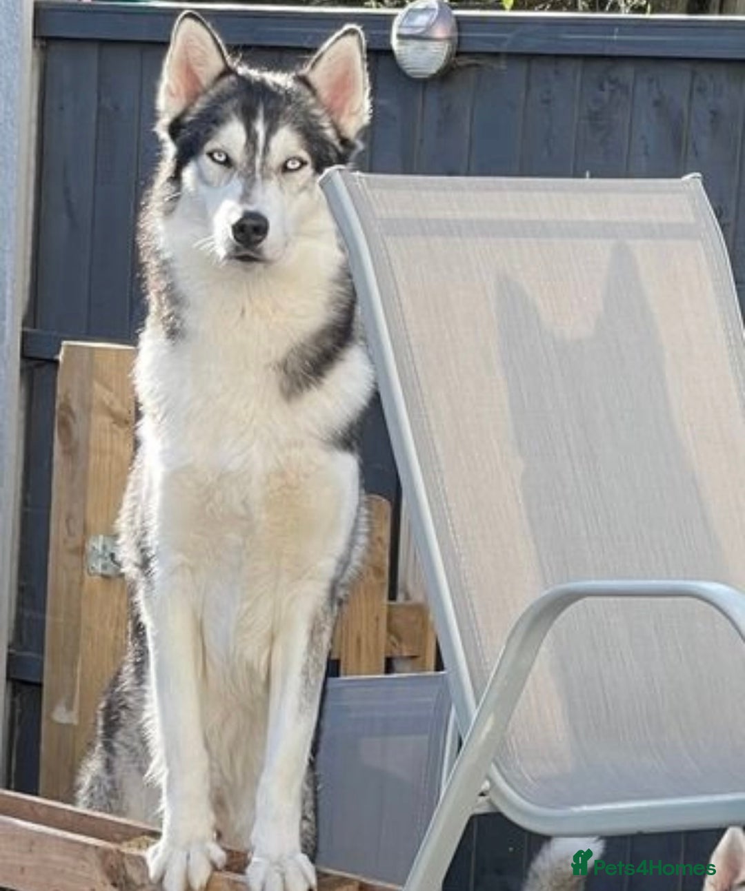 Siberian Husky dogs for sale: KC REGISTERED SIBERIAN HUSKYS MOM/DAD CAN BE SEEN - Advert 8