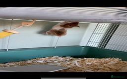 Hamster rodents for sale: Female Syrian hamster - Image 1