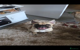 Mixed Breed dogs for sale: 7 month old puppy for rehoming - Image 2