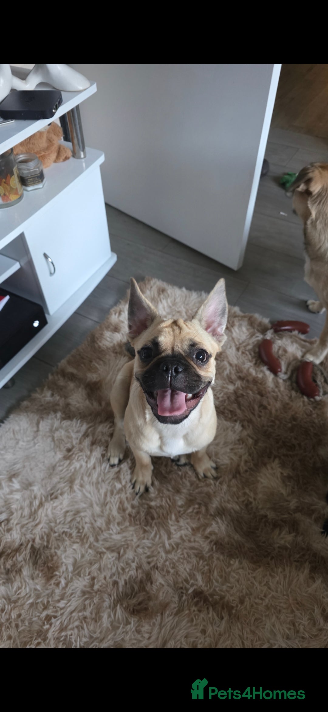 Mixed Breed dogs for sale: 7 month old puppy for rehoming - Image 2