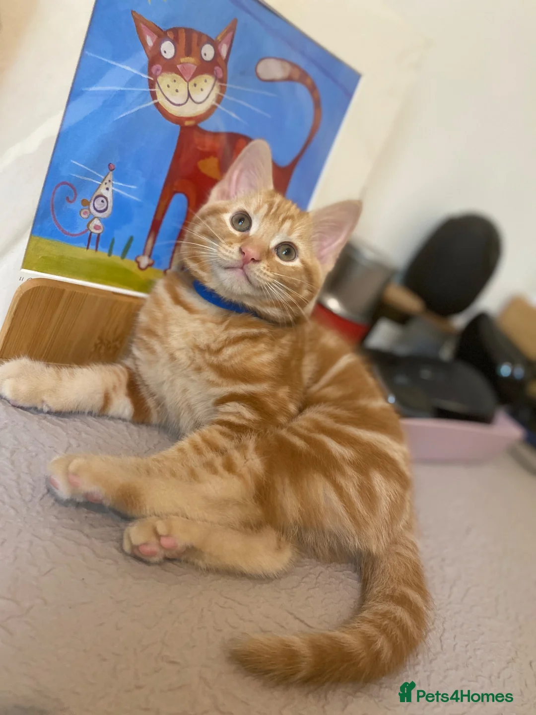 Domestic Shorthair cats for sale: 🧡Beautiful Ginger Kittens - Well Socialised 🐱 in Woking - Advert 2