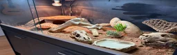 Bearded Dragon reptiles for sale: Bearded Dragon, Full Vivarium Set Up & Extras in Stockport - Advert 9