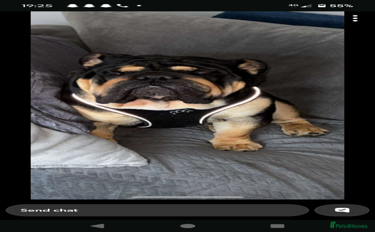 English Bulldog dogs - Advert 1