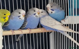 Budgerigars birds for sale: Beautiful Baby Budgies  - Image 9
