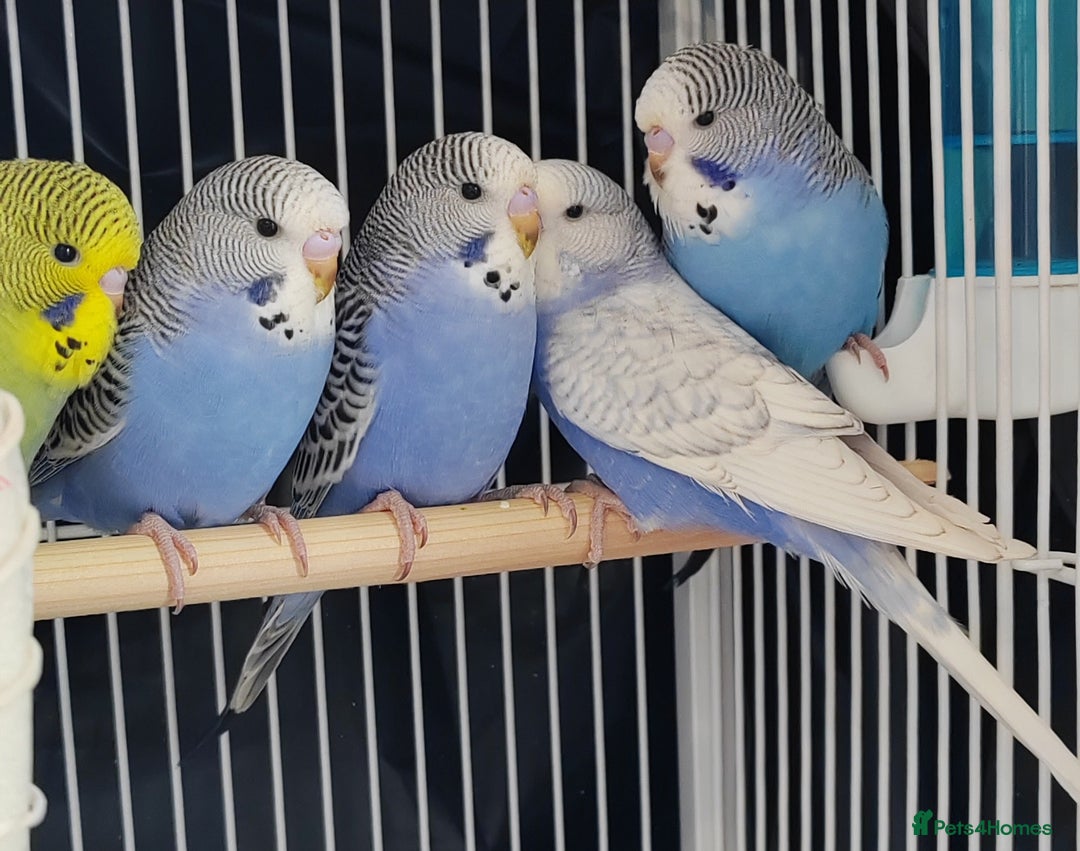 Budgerigars birds for sale: Beautiful Baby Budgies  - Image 9