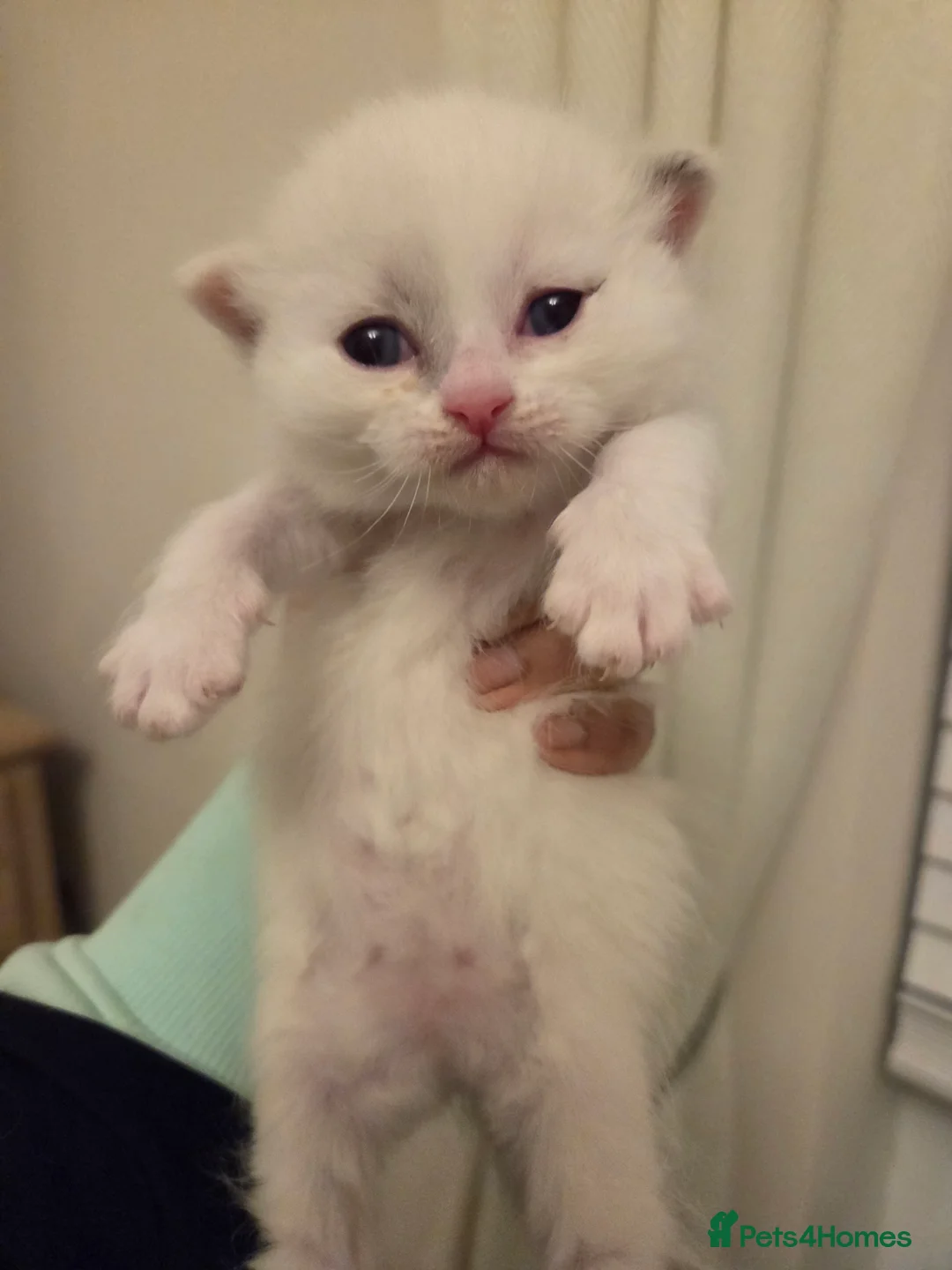 Mixed Breed cats for sale: Ragdoll x Scottish straight [price varies] 😸 ♥️  - Advert 29