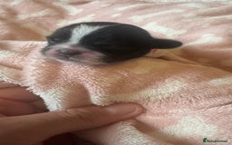 Shih Tzu dogs for sale: ⭐️Beautiful  Shih~Tzu puppies Ready 3rd October🐾 - Image 9