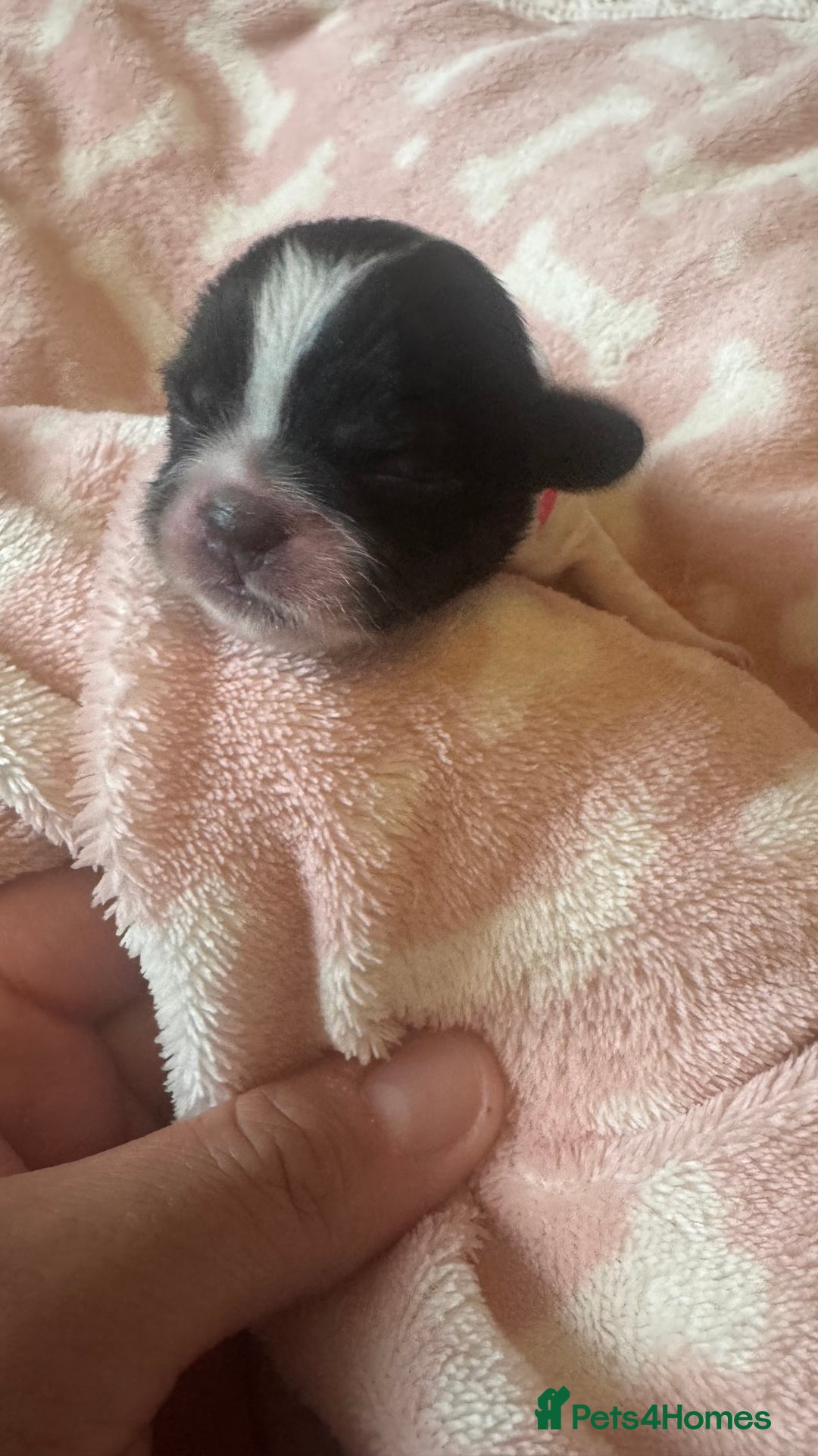 Shih Tzu dogs for sale: ⭐️Beautiful  Shih~Tzu puppies Ready 3rd October🐾 - Image 9