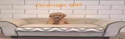 Cavapoochon dogs for sale: Beautiful Cavapoochons puppies 🤩 - Advert 12