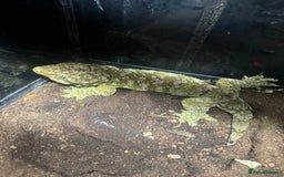 Gecko reptiles for sale: Breeding pair of Leachianus gecko’s with set up - Image 3